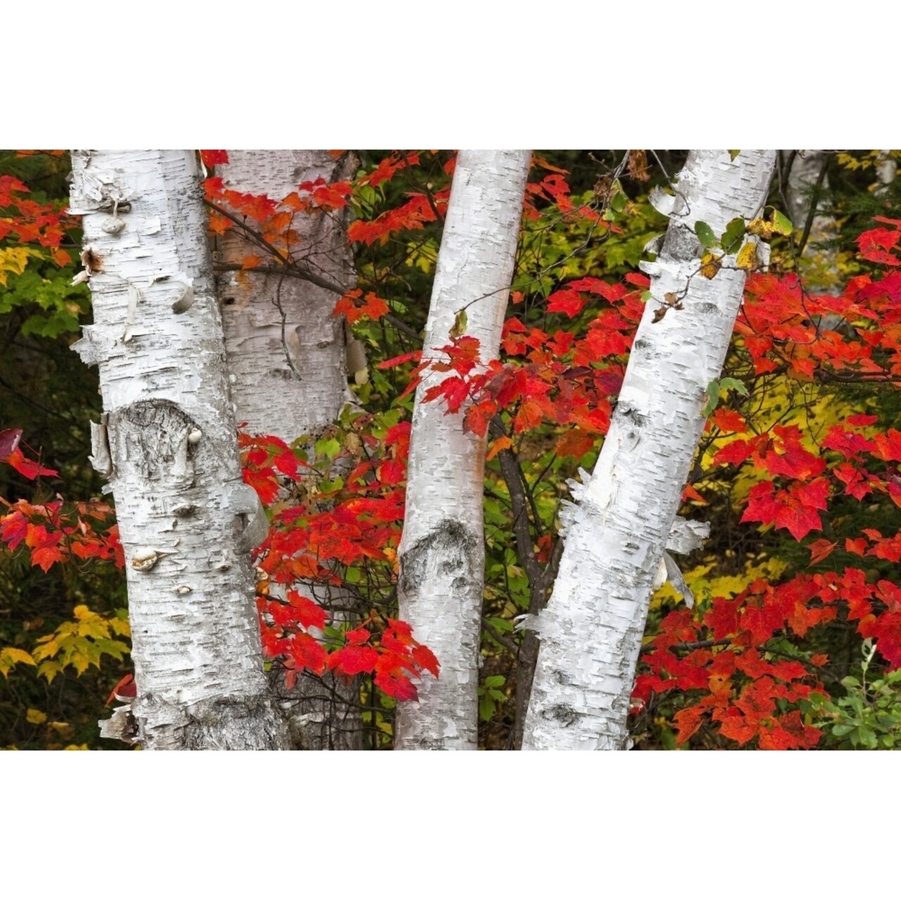 Birch Trees Surrounded By Red Maple Leaves In Algonquin Park; Ontario Canada Poster Print